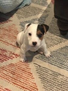Jack Russel