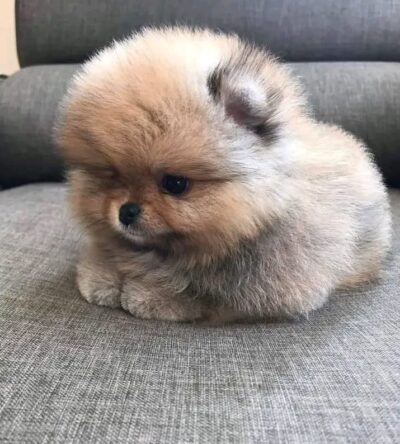 Pomeranian Puppies for Sale