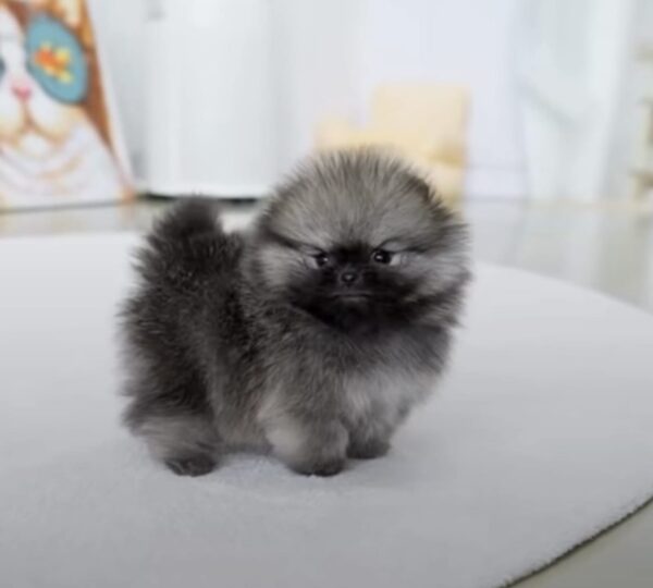 Pomeranian Puppies for Sale - Image 3