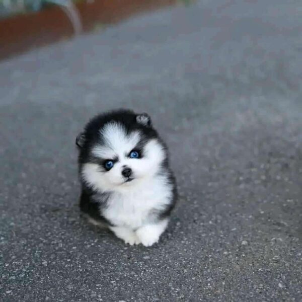 Pomeranian Puppies for Sale - Image 2