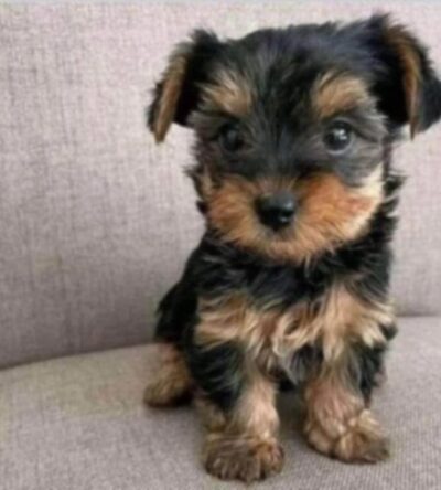 Yorkie Puppies