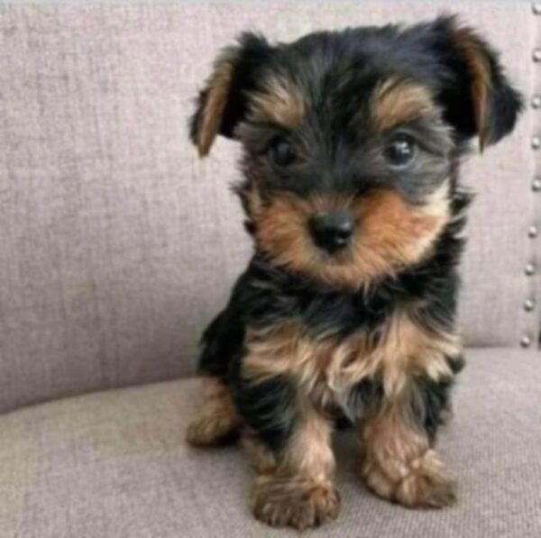 Yorkie Puppies