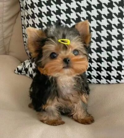 Female Teacup Yorkshire Terrier Puppy