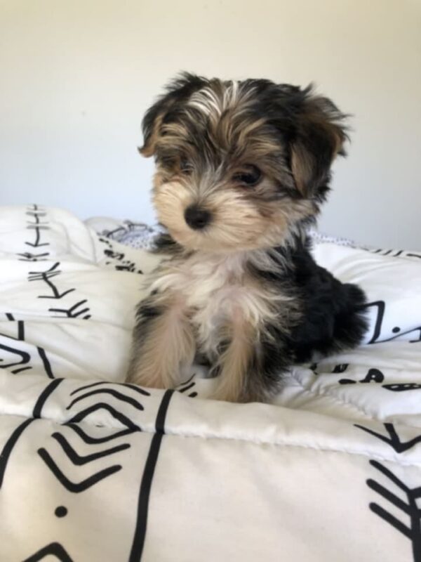 Yorkie Puppies - Image 3