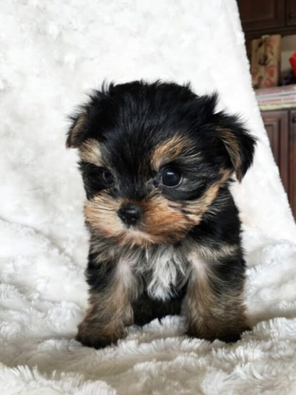 Yorkie Puppies - Image 4