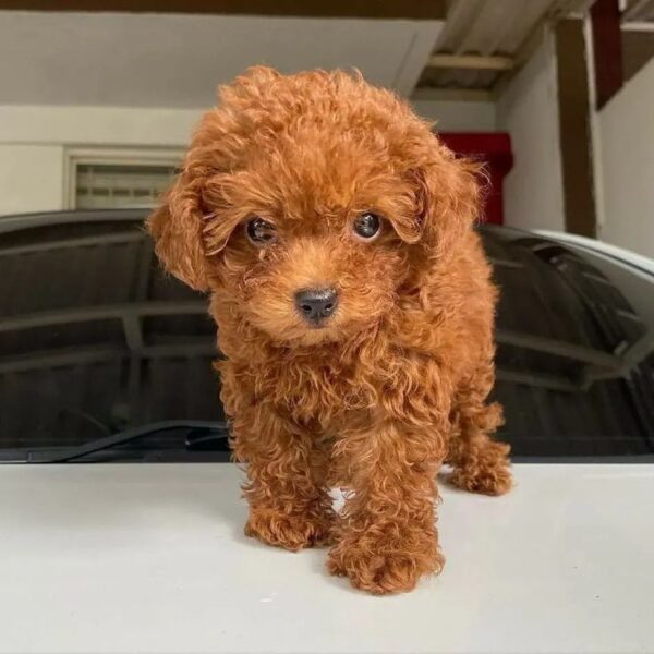 Poodle Puppies