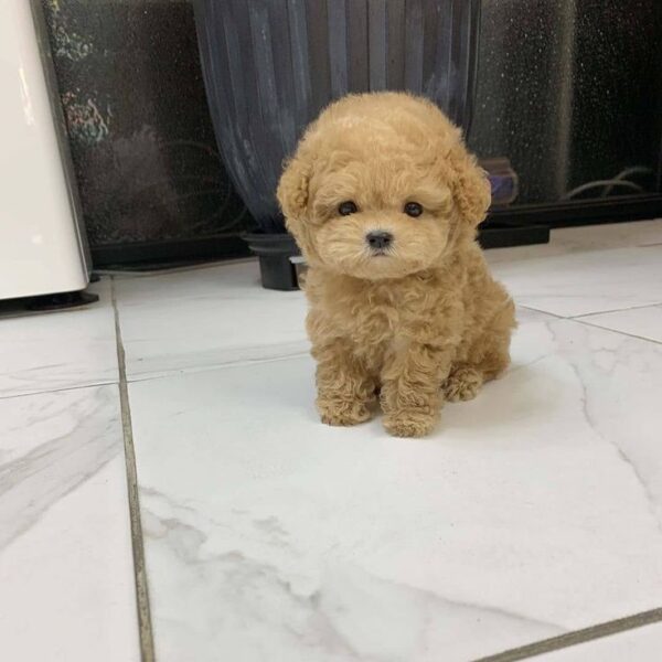 Poodle Puppies - Image 4