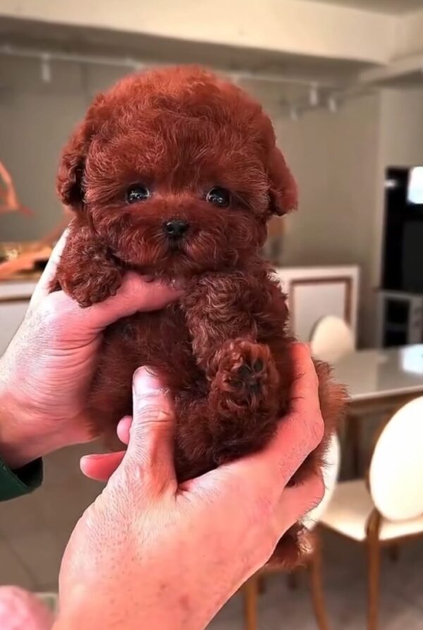 Poodle Puppies - Image 3
