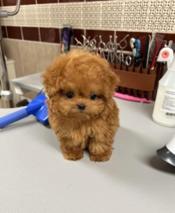 Poodle Puppies - Image 2