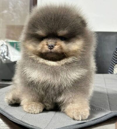 Male Teacup Pomeranian Puppy