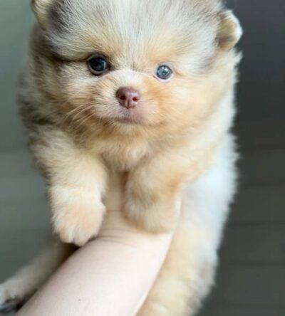 Female Teacup Pomeranian Puppy