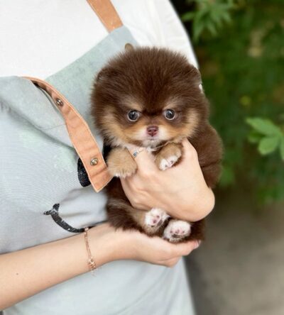 Female Teacup Pomeranian Puppy