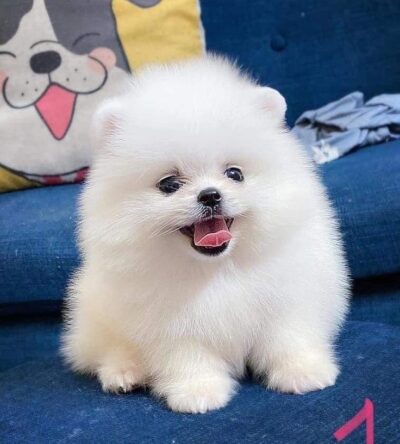 Female Teacup Pomeranian Puppy