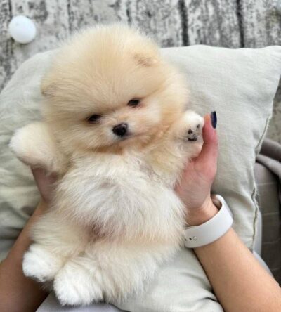Female Teacup Pomeranian Puppy