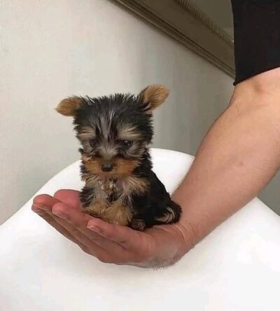 Female Teacup Yorkshire Terrier Puppy