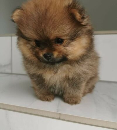 Male Teacup Pomeranian Puppy
