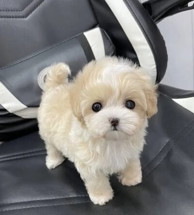 Female Teacup Poodle Puppy