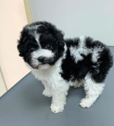 Female Teacup Poodle Puppy