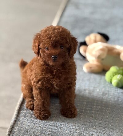 Female Teacup Poodle Puppy