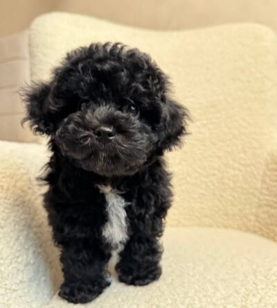 Male Teacup Poodle Puppy