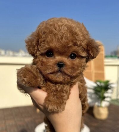 Male Teacup Poodle Puppy