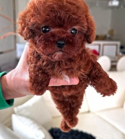 Female Teacup Poodle Puppy