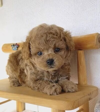 Female Teacup Poodle Puppy