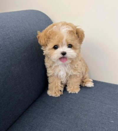 Male Teacup Poodle Puppy