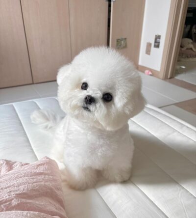 Female Teacup Poodle Puppy