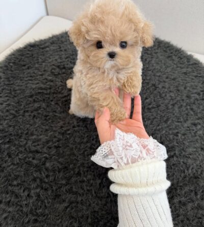 Female Teacup Poodle Puppy