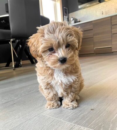 Male Teacup Poodle Puppy