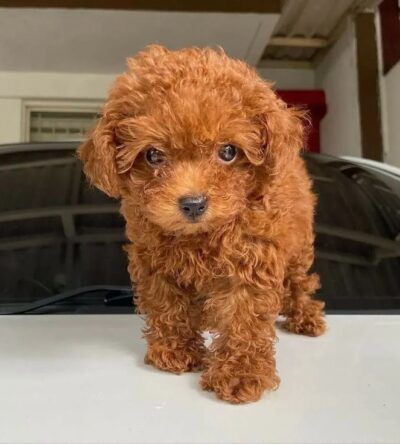 Male Teacup Poodle Puppy