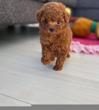 Male Teacup Poodle Puppy