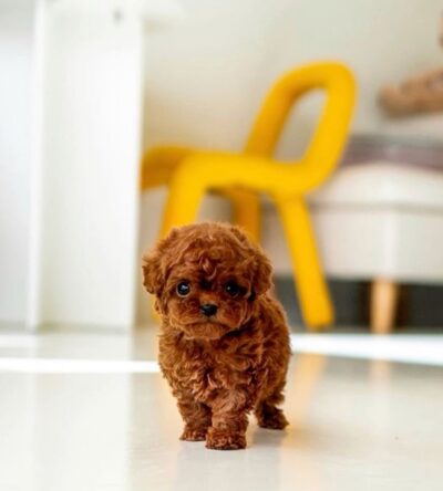 Female Teacup Poodle Puppy