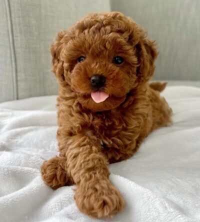Male Teacup Poodle Puppy
