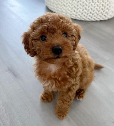 Male Teacup Poodle Puppy