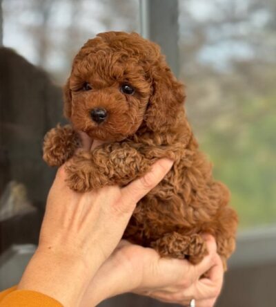 Female Teacup Poodle Puppy