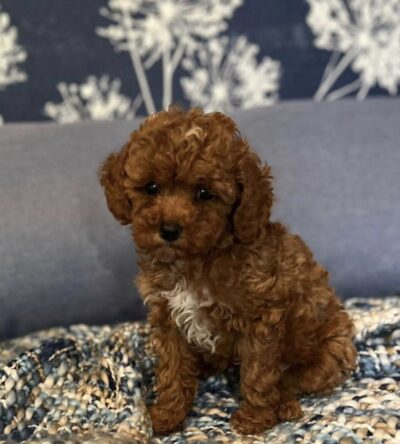 Male Teacup Poodle Puppy