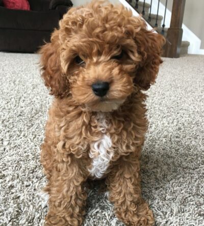 Female Teacup Poodle Puppy
