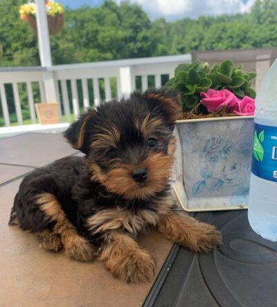 Male Teacup Yorkshire Terrier Puppy
