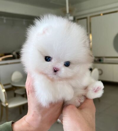 Female Teacup Pomeranian Puppy