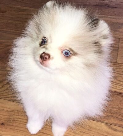 Male Teacup Pomeranian Puppy