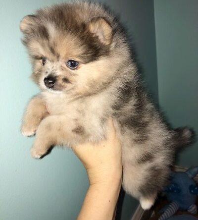 Female Teacup Pomeranian Puppy