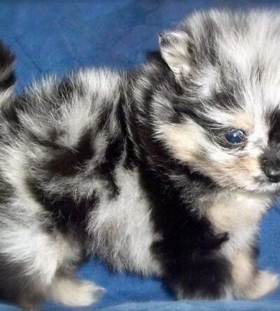 Male Teacup Pomeranian Puppy
