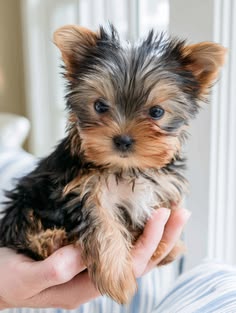 Female Teacup Yorkshire Terrier Puppy