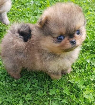 Male Teacup Pomeranian Puppy