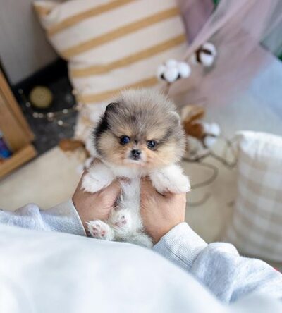 Female Teacup Pomeranian Puppy