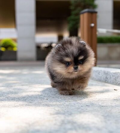 Male Teacup Pomeranian Puppy
