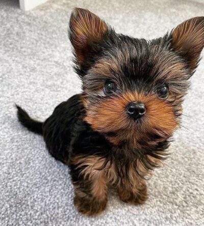 Male Teacup Yorkshire Terrier Puppy