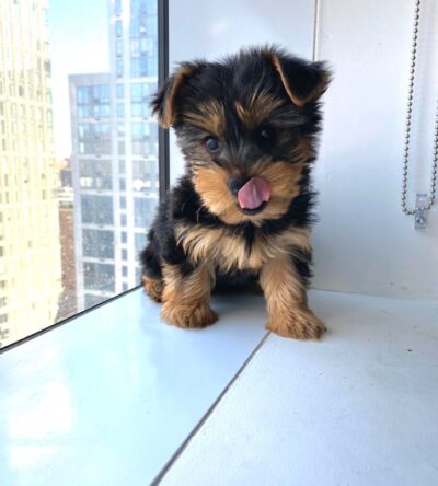 Male Teacup Yorkshire Terrier Puppy